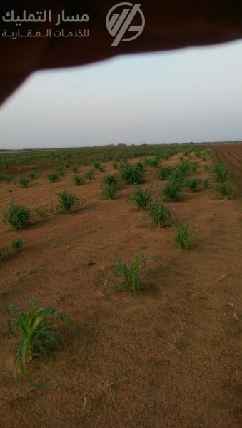 صورة الإعلان